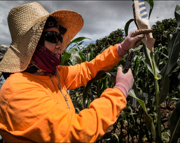 Molokai Mycogen field workers pollinate corn on July 2, 2014.