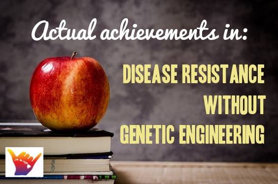 Non-GM successes: Disease resistance