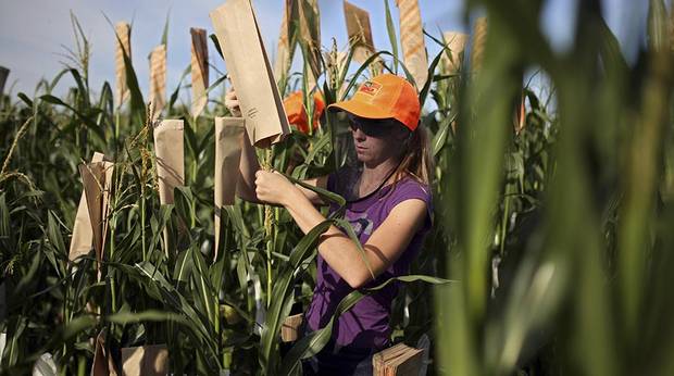 Monsanto is hot for corn