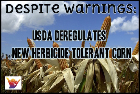 Monsanto clears USDA regulatory hurdle for new GMO corn