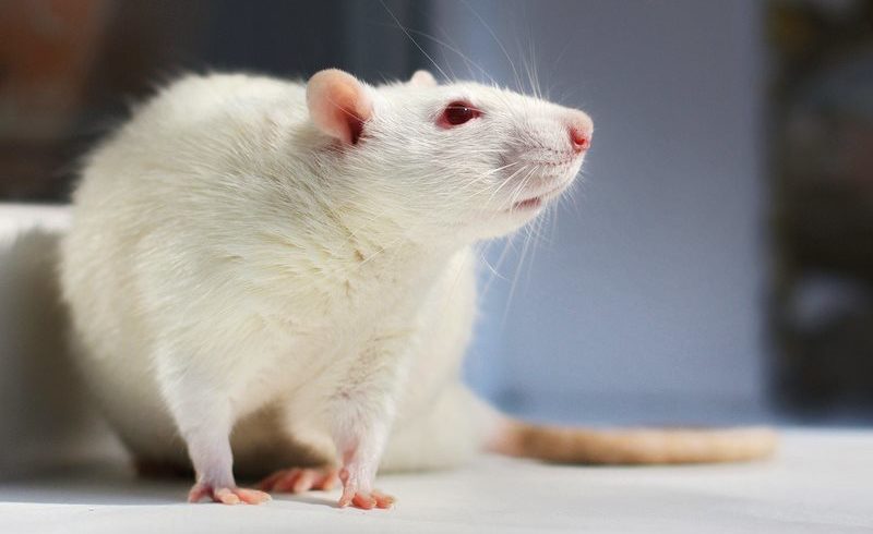 Glyphosate disrupts rats’ uterine development