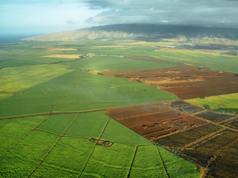 Aerial view of sugarcane fields on the island of Maui MARISA ESTIVILL/SHUTTERSTOCK