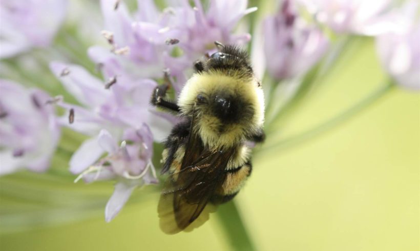 Trump Administation Delays Listing Rusty Patched Bumble Bee as Endangered Species