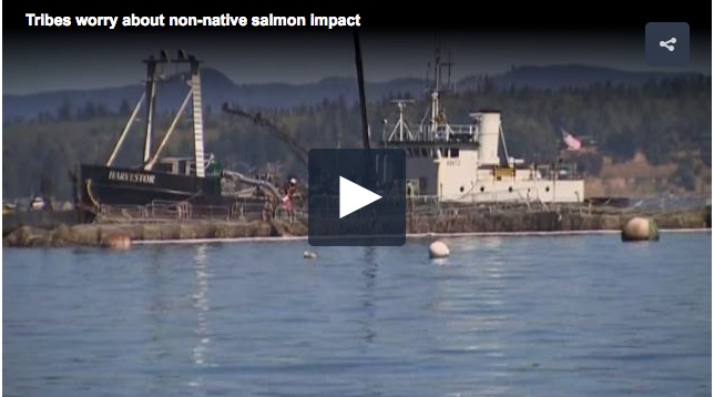 Tribes worry about environmental toll from salmon spill
