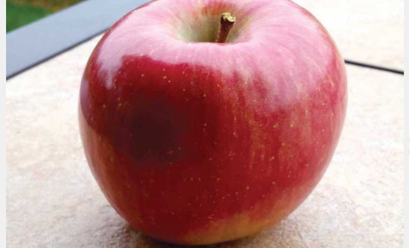 GMO Apples Arriving on U.S. Shelves for First Time