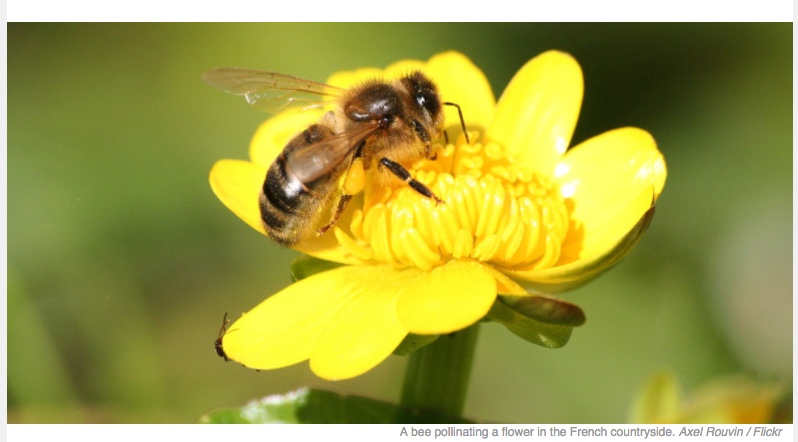 French Court Temporarily Bans Two Pesticides Over Possible Threat to Bees