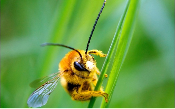 Keepers warn of ‘bee-mageddon’ after France authorises controversial insecticide