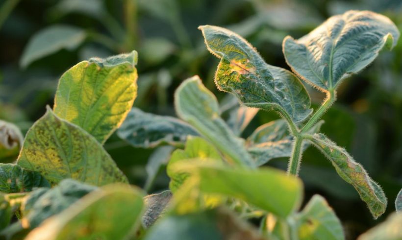 Indiana intends to prohibit applying dicamba after June 20