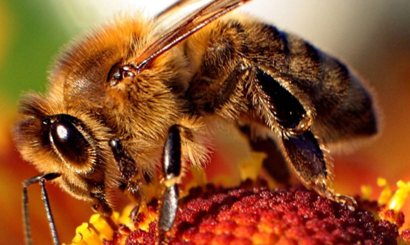 Glyphosate impairs honeybee sensory and cognitive abilities