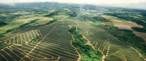 GMOs Attack! The Fight to Protect Maui’s Environment from Big Ag