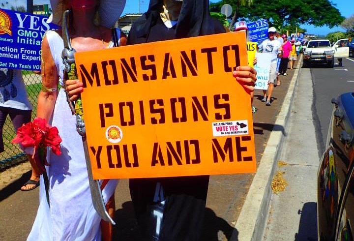 Follow the money: the Maui-Monsanto war
