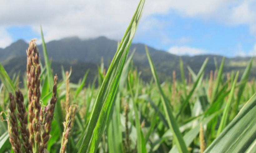 Alert: Monsanto is trying to crush Maui right now