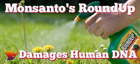 Monsanto’s GMO Weed Killer Damages DNA