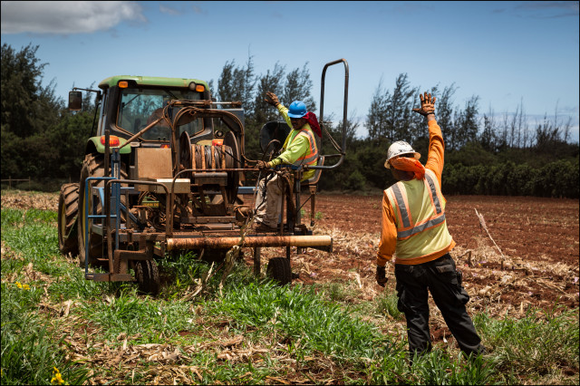 Federal Judge Strikes Down Maui County’s GMO Farming Moratorium