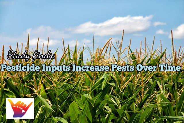 As biodiversity declines on corn farms, pest problems grow