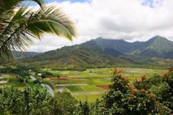 Hawaiians At Increased Risk Of Pesticide Exposure From GMO Crops