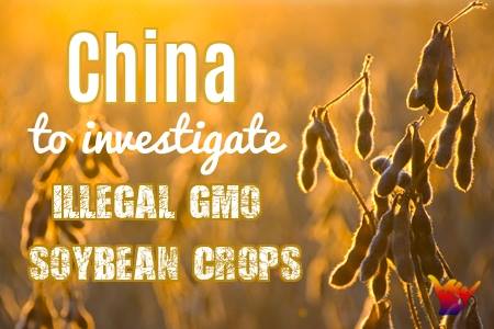 China to investigate illegal domestic GMO crops -ag ministry