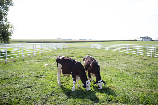 00cows-web01-articleLarge.jpg