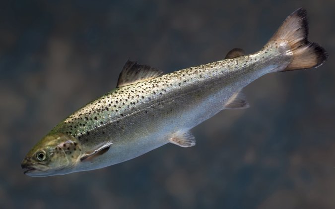 The G.M.O. Debate Turns to Salmon