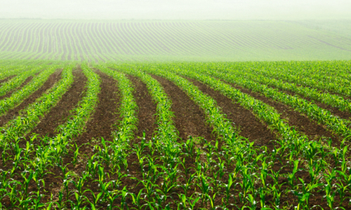 Farmers worry new bill will allow GMO contamination