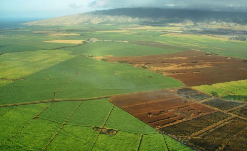 HAWAI‛I’S FIGHT AGAINST GMOS RAGES ON