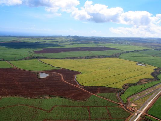 Hawaii used as Monsanto GE testing site