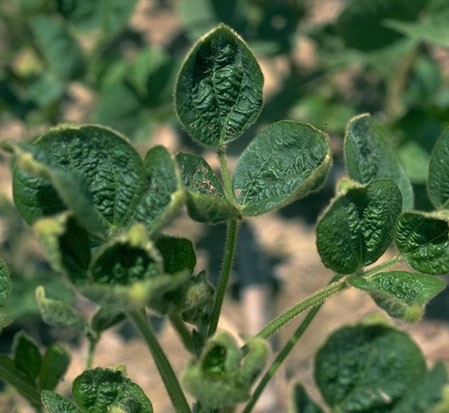 A soybean plant affected by dicamba drift from a nearby field, roadside or other area where the herbicide was applied. Purdue