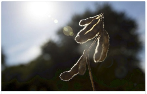 10 States Report Crop Damage From Illegal Dicamba Use on Monsanto’s GMO Seeds