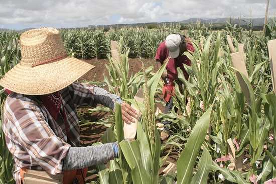 Workers bag tassels of GMO corn to collect pollen in a Syngenta test plot about three miles northwest of Lihue on the island of Kauai in this file photo. The 9th U.S. Circuit Court of Appeals has resolved a lawsuit over a GMO ban in Hawaii’s Maui County that has implications for other Western states.