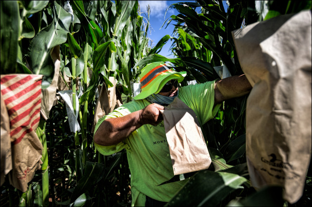 A Monsanto field worker pollinates corn on Molokai. PF Bentley/Civil Beat