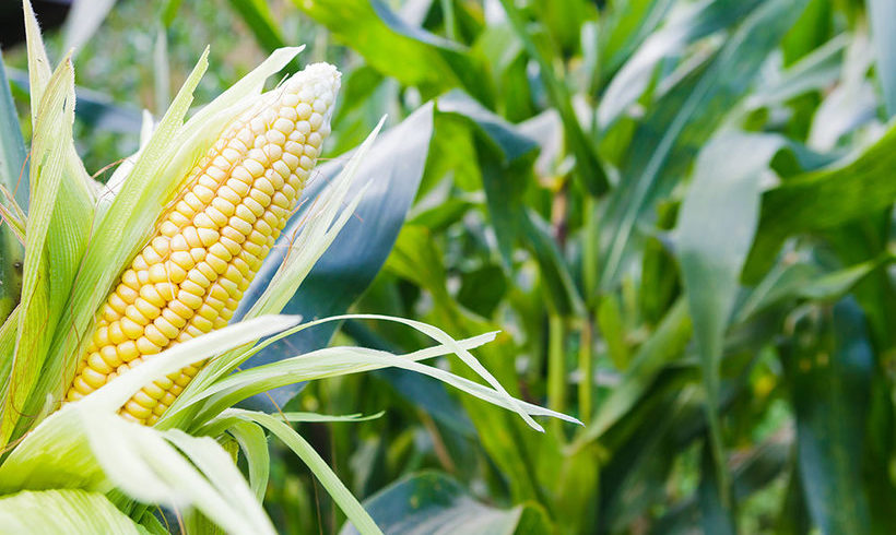 New Paper Justifies Moratorium of GMOs