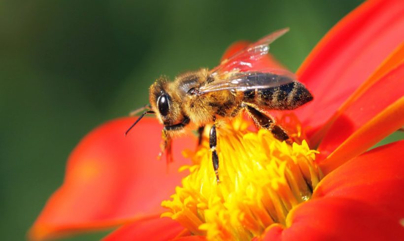 Honeybees are attracted to Fungicides and Pesticides