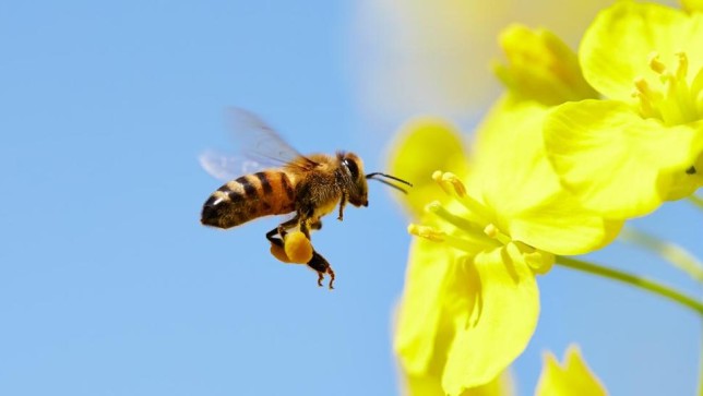 French Beekeepers Accuse Bayer after Glyphosate Found in Honey