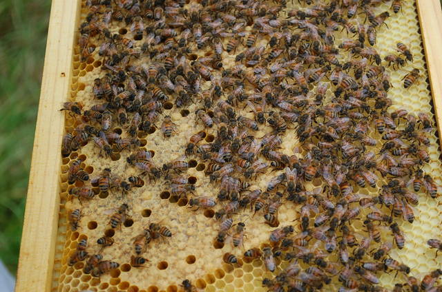 Roundup found in 1/3 of Kauai honey on store shelves