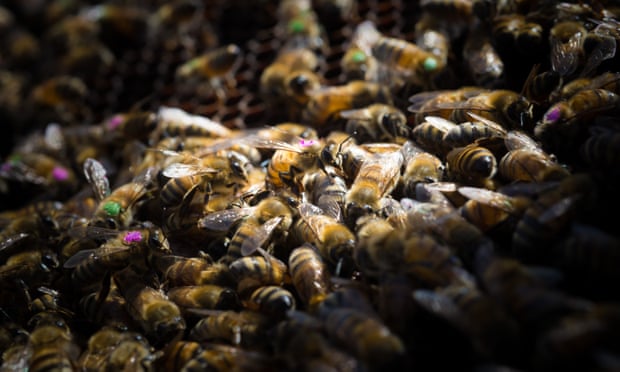 Monsanto’s global weedkiller harms honeybees, research finds