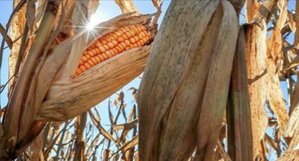 Nebraska farmers to plead guilty in organic grain fraud scheme