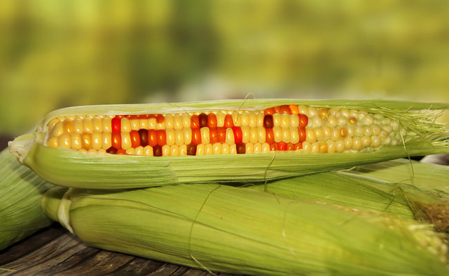 Study Finds GMO Corn Lacks Nutritional Value