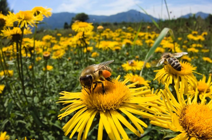 EPA grants bee-killing pesticide ’emergency’ approval; …