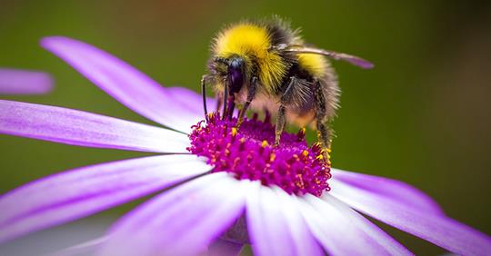 Pesticide Exposure Changes Bees’ Genes