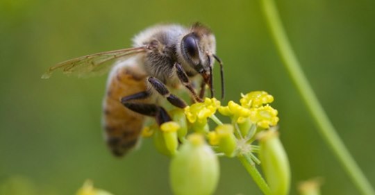 USDA Indefinately Suspends Honey Bee Tracking Survey