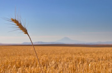 USDA IDENTIFIES TWO MONSANTO STRAINS IN ROGUE GMO WHEAT IN WASHINGTON STATE