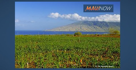 BREAKING: Monsanto to Plead Guilty to Illegally Spraying Banned Pesticide on Maui