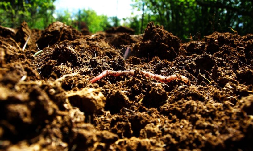 Pesticides Threaten the ‘Foundations of the Web of Life,’ New Soil Study Warns