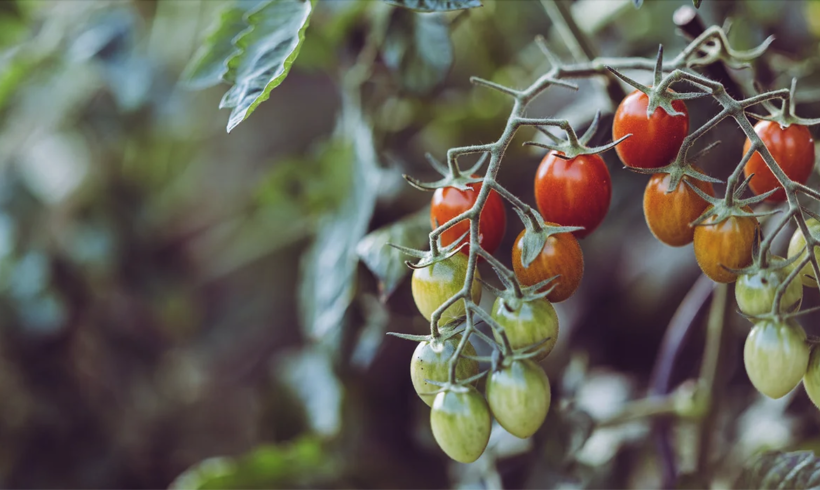 Organic Farming Protects Communities from Toxic Chemicals